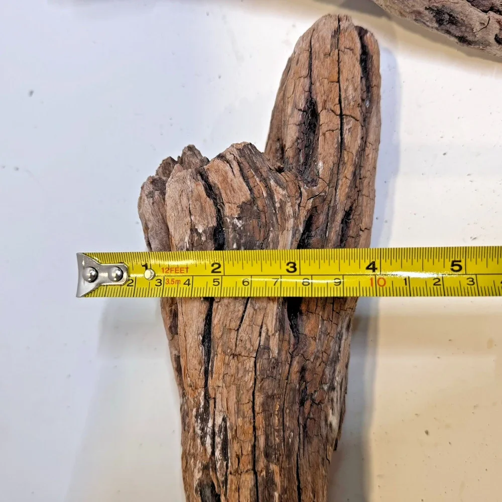 Set of 2 Cali. Coast Wavy Natural Driftwood Beach Burlwood 1.10 Lbs Terrarium